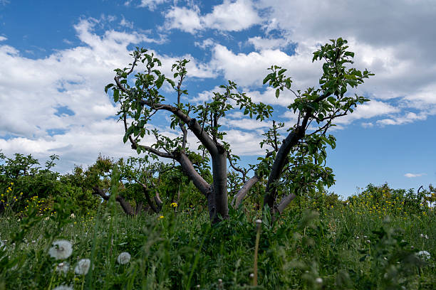 Lush Apple Orchard with Green Trees and Tall Grass under Blue Sky – Natural Farming Landscape
