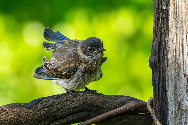 A baby bluebird drying off after a bath