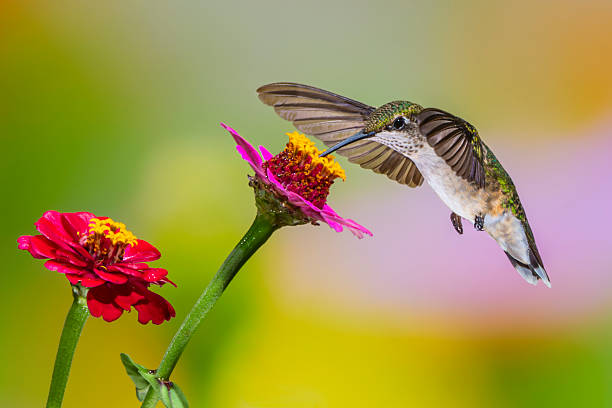 istock A hummingbird feeding on a flower 2216976728