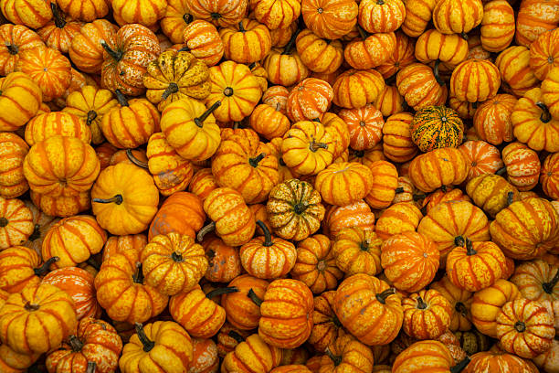 istock A pile of pumpkins 2216976743