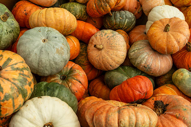 istock A pile of pumpkins 2216976756