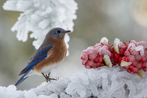 A bluebird perched on a snow covered branch with red berries