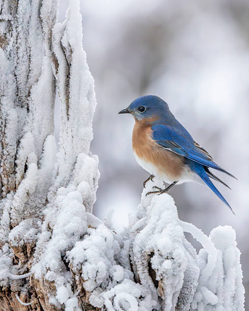 istock A bluebird perched on a snow covered branch with red berries 2216976781