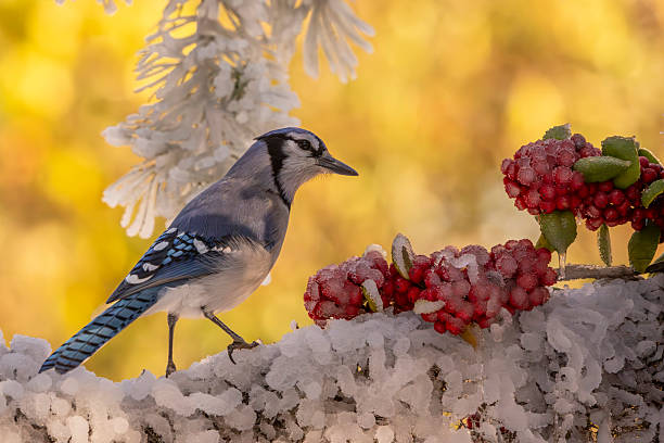 A Eurasian blue tit perched on a snow-covered tree branch.