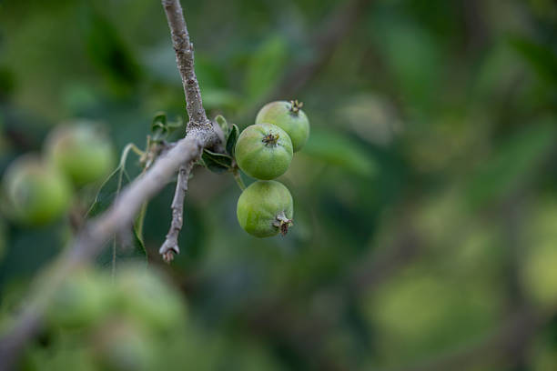 istock Young Green Apple Growing on Tree Branch 2216977067