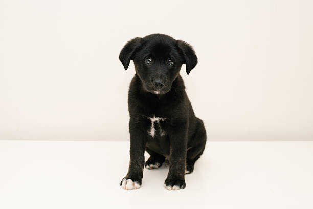 A black puppy sitting on a white surface, looking calm and relaxed with a curious expression.