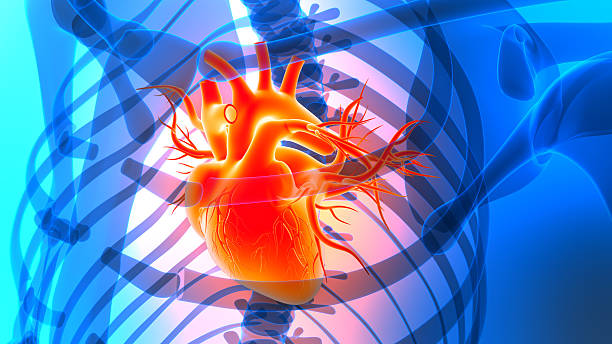 istock Human Circulatory System Heart Anatomy 2216978037