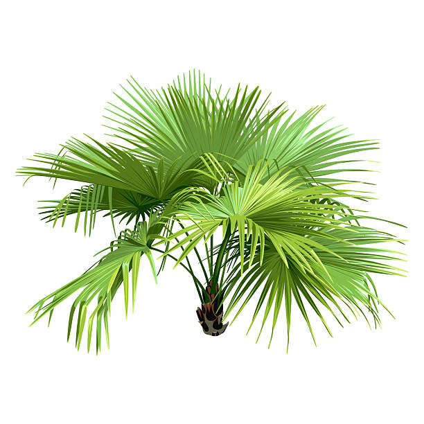 istock Green Palm Tree isolated on a white background. Desert and tropical houseplants. 2216979297