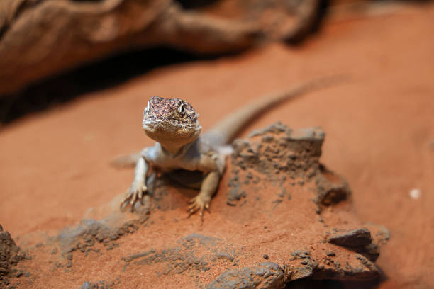 istock The Central Netted Dragon is nature animal in australia 2216980003