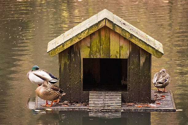 Close up of floating wooden duck house in a lake with Floating duck house in the middle of a lake with three Mallard ducks (Anas platyrhynchos) around it, North Rhine-Westphalia, Germany
