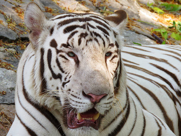 istock A stunning white Bengal tiger rests on rocky ground, revealing its sharp features and icy blue eyes under dappled sunlight. 2216981879