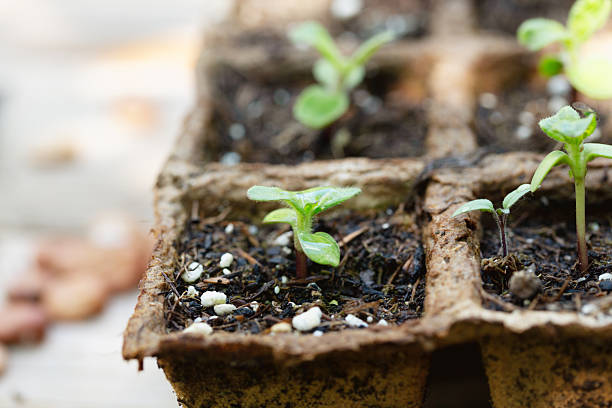 istock sunflower seedlings in peat pots outdoors in spring, close-up 2216985674