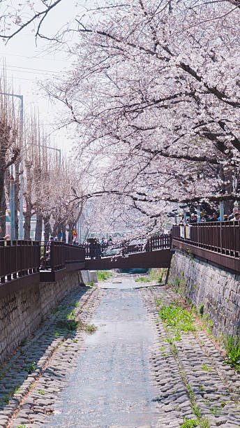 istock Wooden cross bridge with cherry blossom 2216986280