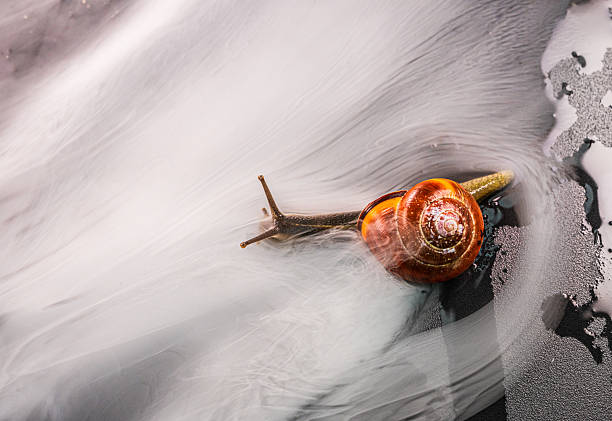 Snail gliding with misty swirl around body.