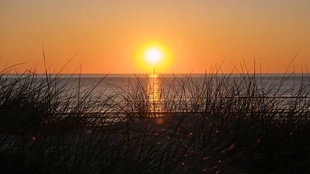 Golden sunlight casts a warm glow over the calm waters of a Danish beach. Silhouetted grass adds a touch of nature to the serene coastal landscape at sunset, iVejers Strand beach Denmark