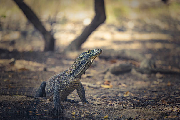 endemic species, the last dragons, komodo island, indonesia.