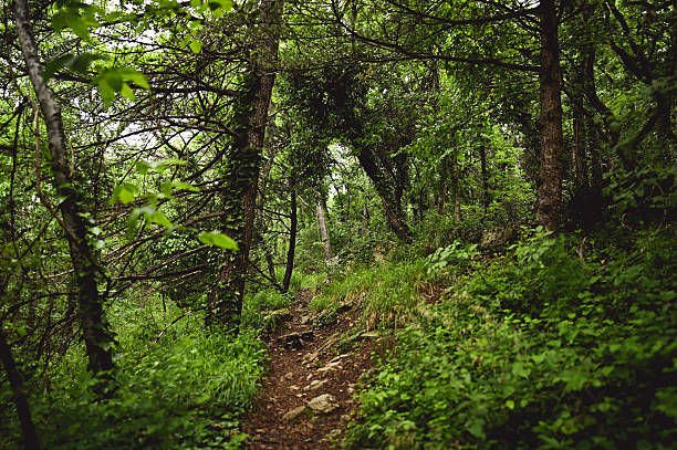 Hiking trail winding through lush green forest
