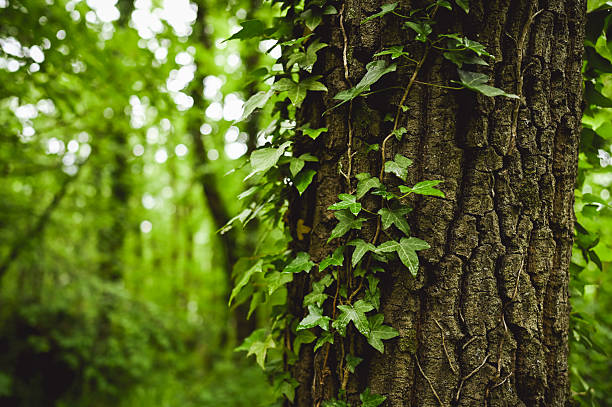 istock Lush green ivy climbing a majestic tree in a forest 2216987298