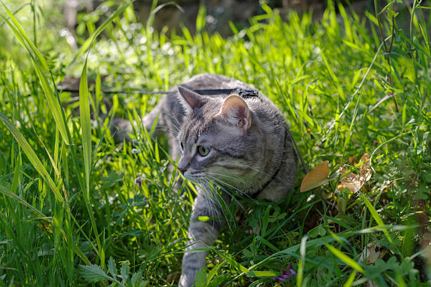 istock Domestic cat wearing a harness on a walk outdoors in the grass 2216987393