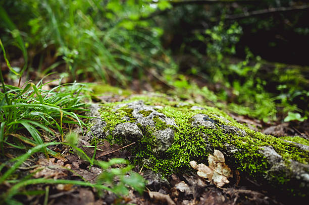 Moss growing on rock in lush forest