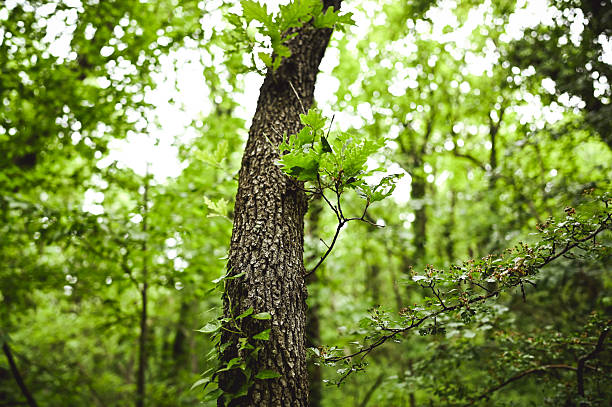 istock Lush green forest canopy with sunlight filtering through leaves 2216987825