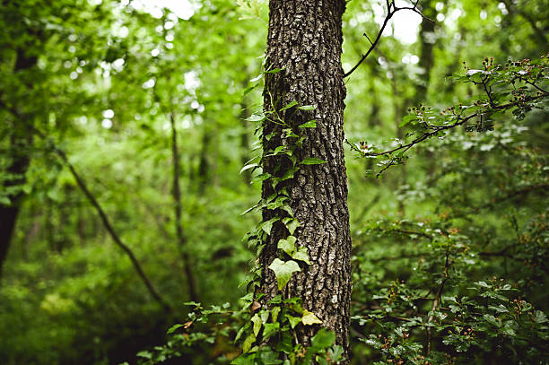 istock Lush green ivy climbing up a majestic tree in a forest 2216987861