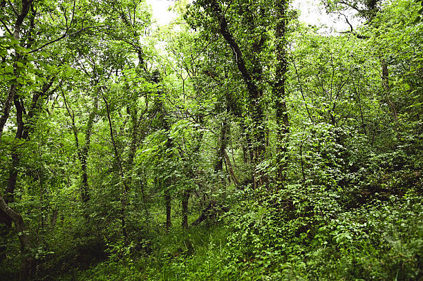 istock Lush green forest floor with dense trees and foliage creating a natural tunnel 2216987876