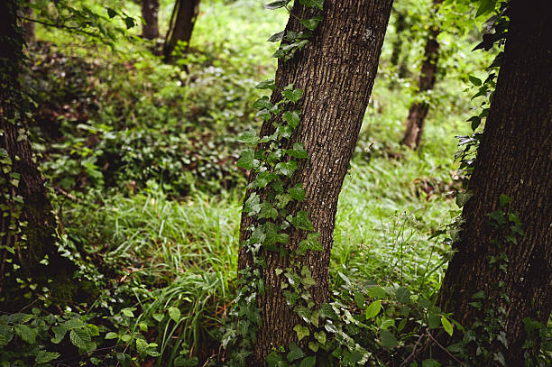 istock Lush green ivy climbing up a tree trunk in a tranquil forest 2216987905