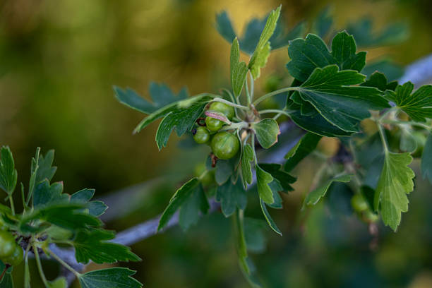 Raw Green Gooseberries – Farm Fresh
