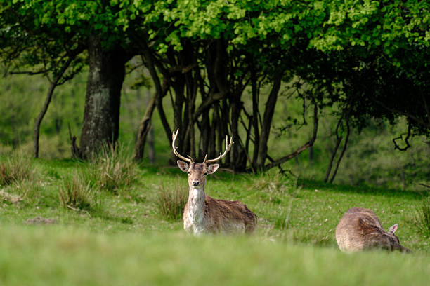 istock Majestic deer grazing in lush Danish landscape under gentle sunlight 2216988971