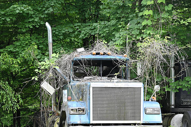 Vines growing over old truck in the woods.