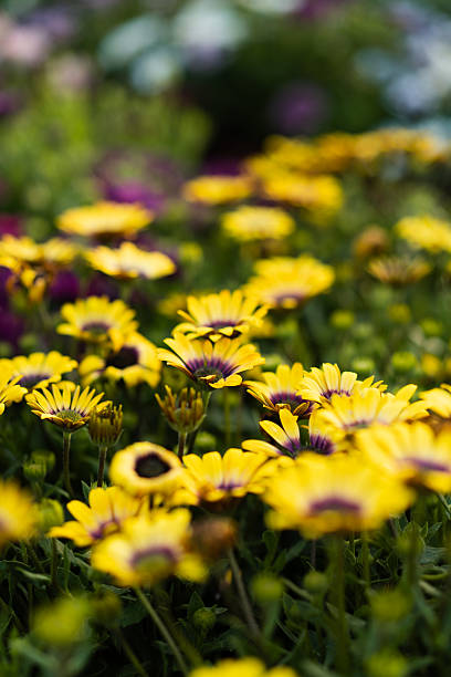 istock Yellow african daisies blooming in a garden 2216991394