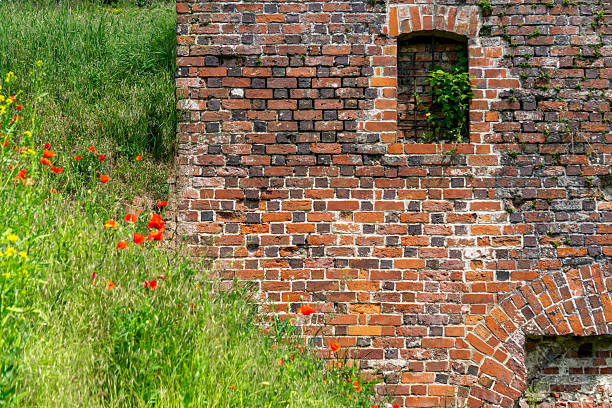 istock section of an old red brick wall with a small window and arch, surrounded by wild grass and red poppies. Historic architecture in a natural setting. 2216991427