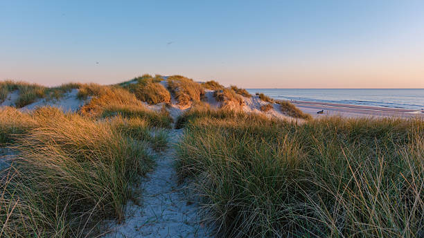 istock Serene sunset over sandy dunes and tranquil beach in denmark 2216991591