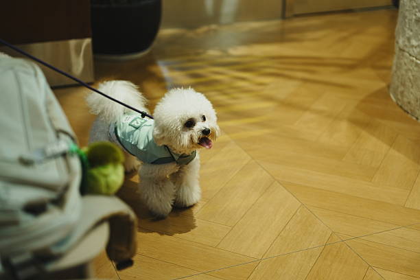 A small white dog wearing a blue harness is standing on a wooden floor indoors, looking towards the camera. The scene has a warm and cozy atmosphere, suitable for pet-related marketing or lifestyle content.