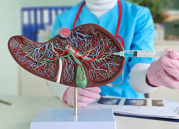 istock Liver model with injection syringe. Liver injection for alcoholism concept 2216993963