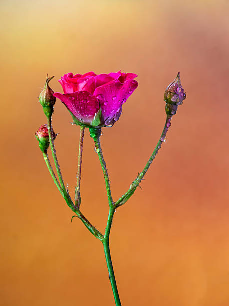 A red rose whose bud is completely covered with drops of water