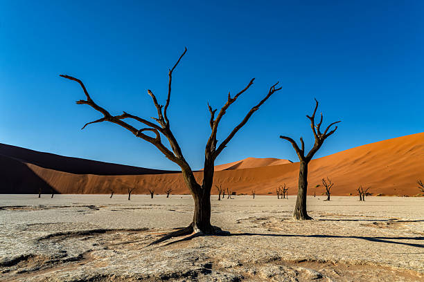istock Dead trees in Dead Vlei in Sossusvlei 2216996006