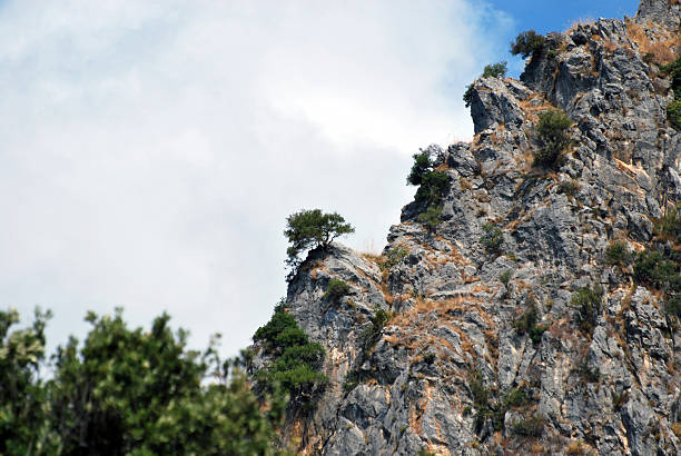 A lone tree grows atop a dramatic rocky mountain peak in Maratea, Italy, standing against a backdrop of clouds and sky.