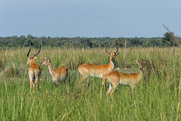istock Lechwe in Mahango National Park 2216996118