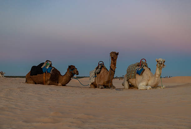 istock Dromedaries at Desert Sunset near Douz 2216996375