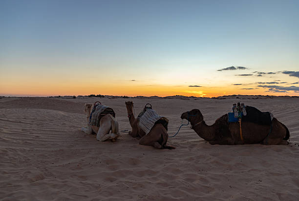istock Dromedaries at Desert Sunset near Douz 2216996383