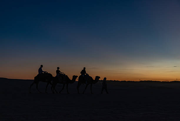 istock Dromedaries at Desert Sunset near Douz 2216996430