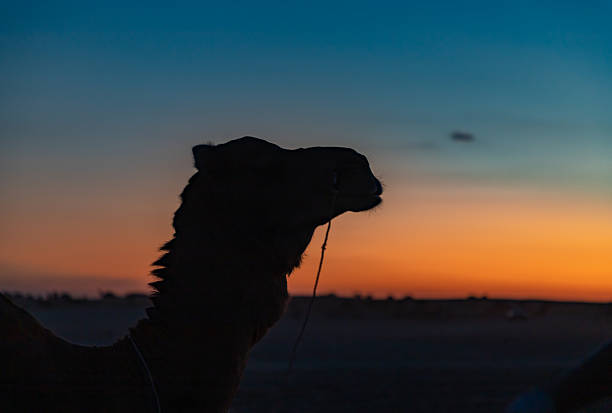 silhouette of a camel at sunset - Morocco
