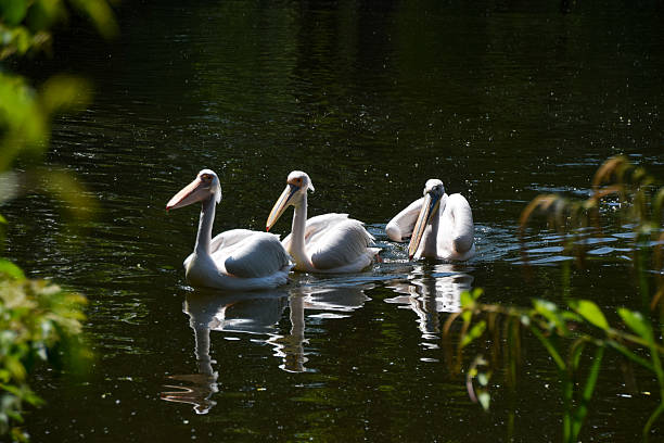 A great white pelicans, also known as eastern white pelicans, in a lake.