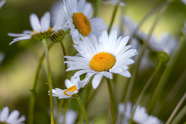 Delicate white daisies bloom in sun-drenched meadow, evoking feelings of peace, simplicity and natural beauty, perfect for summer themes or soulful designs