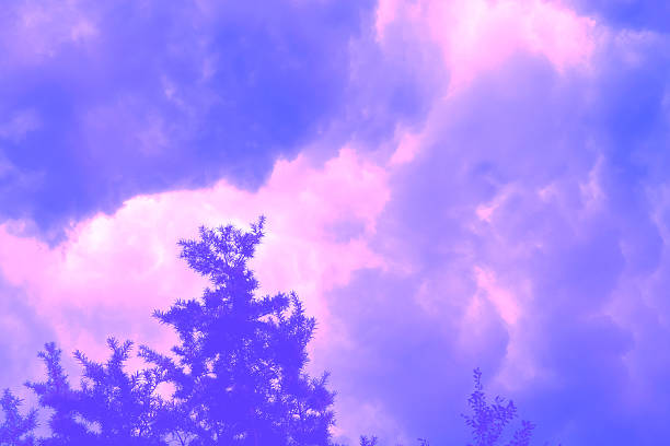 Vibrant sky with purple clouds and silhouetted trees. Soft focus, blurring creates and ethereal atmosphere.