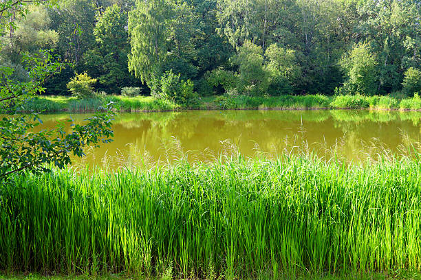 The surface of the lake among the greenery.