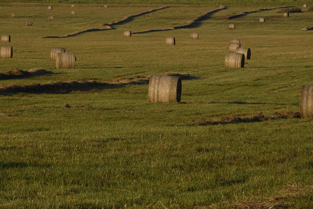 Scenic Countryside Meadow with Straw Bales Under the Soft Evening Sunlight