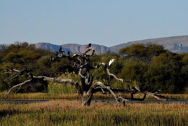 Serene river Scene with Birds Resting on a Leafless dry Tree